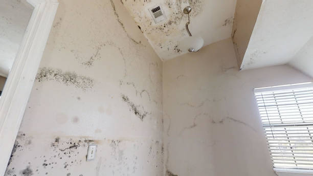 Best Biohazard Mold Removal  in Audubon, IA