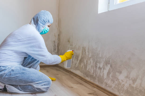 Best Basement Mold Removal  in Audubon, IA