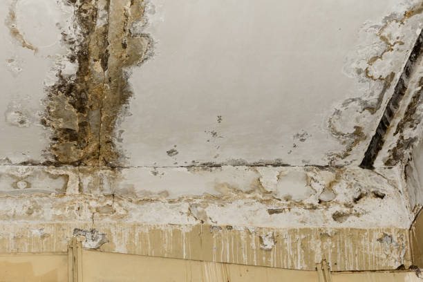 Best Airborne Mold Testing  in Audubon, IA