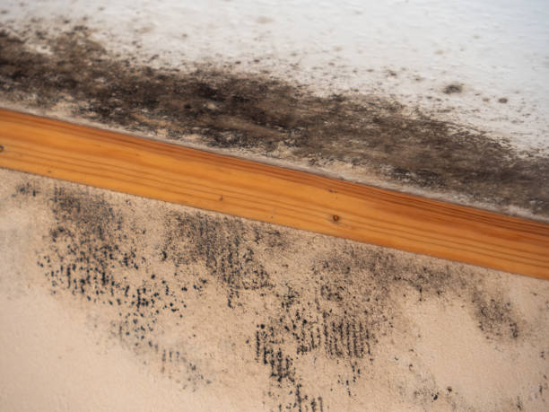 Best Forensic Mold Investigation  in Audubon, IA