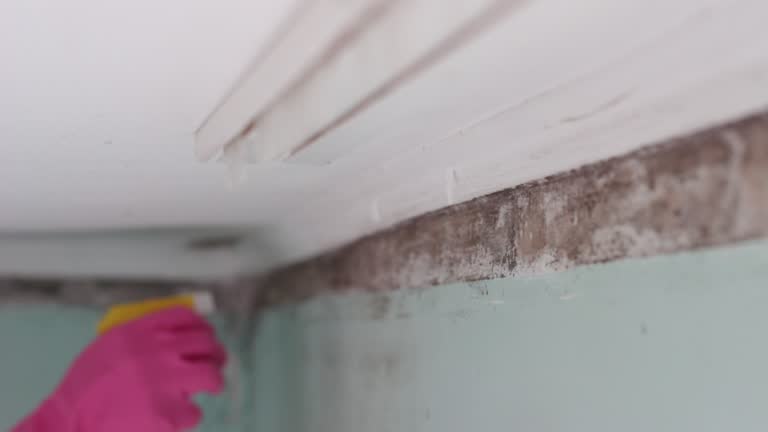 Mold Documentation for Insurance Claims in Audubon, IA